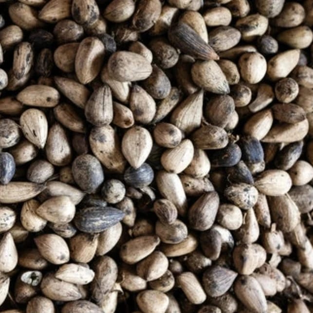 ESFOLIANTE CORPORAL MURUMURU