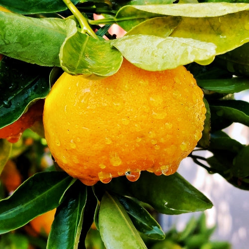 VELA AROMÁTICA VERBENA BITE 200g