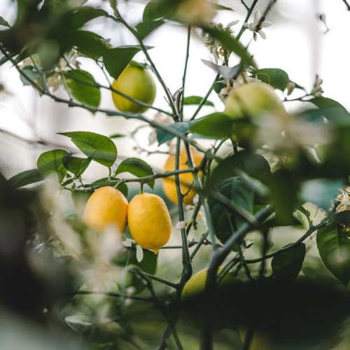 SABONETE MÃOS E CORPO CITRUS 280ml