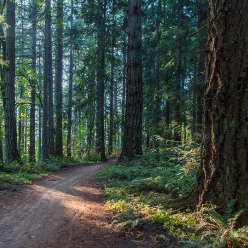 SABONETE MÃOS E BANHO FOREST 500ml