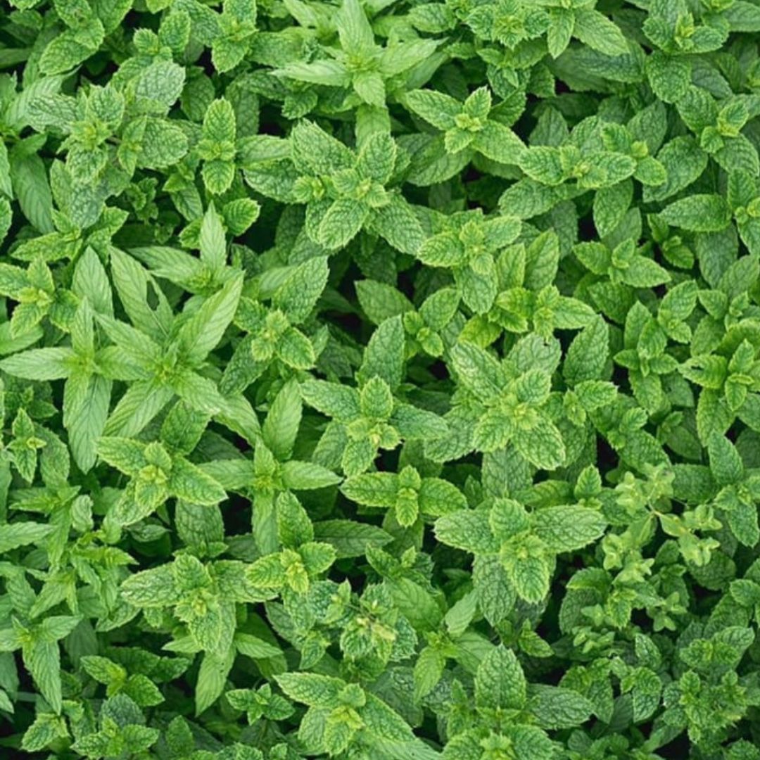 SINERGIA DE ÓLEOS ESSENCIAIS FOCUS