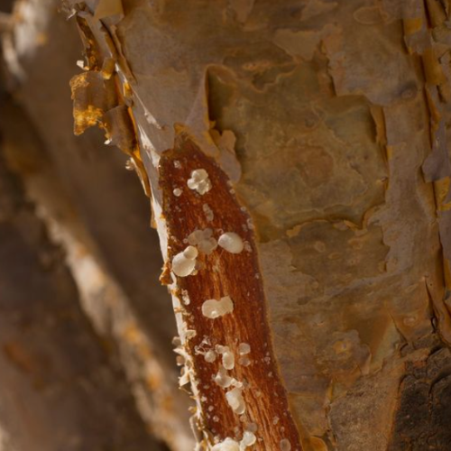 SINERGIA DE ÓLEOS ESSENCIAIS HEADACHE SUPPORT